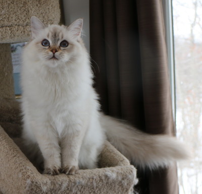 rags2riches ragdoll